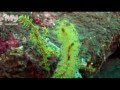 Diving in North Bali Waters