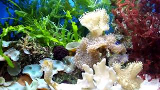 Bể cá ngựa cảnh - A Seahorse Tank