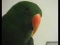 Riley the Bird 2 - The Amazing Talking Bird Riley the Bird 2 - The Amazing Talking Bird