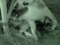 Shylo giving birth to SEXTUPLETS
