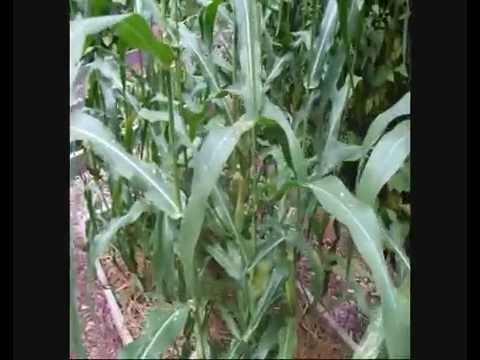 how to harvest corn by hand