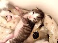 Botanical Kittens Botanical Kittens