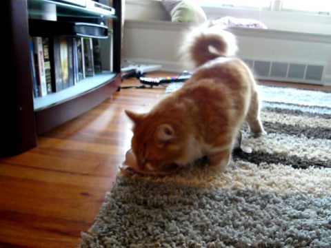 Munchkin Cat Steals a Bra