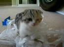 sachi - scottish fold kitten plays with ribbon - part 3