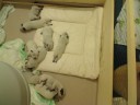 http://www.australiandog.at    2008_11_12