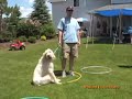 Spinone Round Up 2006