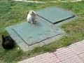 komik azg?n kediler komik azg?n kediler