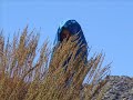 My Beloved Afghanistan
