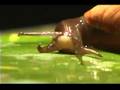 Oahu Tree Snails