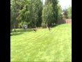 2010-05-25 | Produce_3.wmv ~> Airedale terriers chasing a lure at a dog party. ... Airedale terriers ... ()