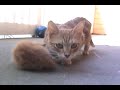 mama cat comes to rescue her little kitten mama cat comes to rescue her little kitten