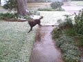 Roux is oblivious to the snow.