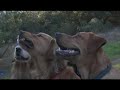 Canine Amusement (Doggie Play Time)