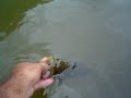 BLACK BASS - MG - BRAZIL - 48cm BLACK BASS - MG - BRAZIL - 48cm