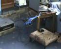 RDMFC Webmistress attempts Blade Flight RDMFC Webmistress attempts Blade Flight
