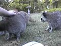 My Backyard Friends 3