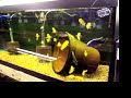 Caeruleus (Yellow Labs)