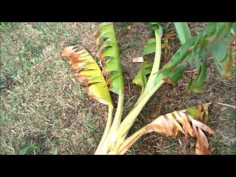 how to replant banana trees