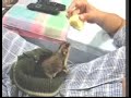 Durian Is My Favourite Fruit1