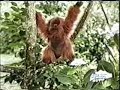 Whatley - Follow Me Children's Music Video '95 Whatley - Follow Me Children's Music Video '95