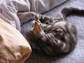 ??????????????????????????????American Shorthair Cat ??????????????????????????????American Shorthair Cat
