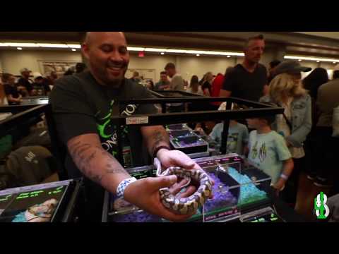 YouTube reptile video