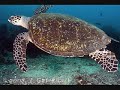 Fiji's Bobby Darling's Turtle Curry Prank
