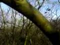 videos de Boomklimmen beuk +/- 25-30 meter hoog