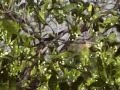 carduelis chloris ( florya) 1 carduelis chloris ( florya) 1