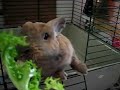 bunny eating 2