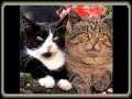 Wum ( Loriot ) Ich w�nsch mir eine Miezekatze