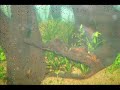 Meu aquário de 200 litros100X40X50.2 Peixes papagaios1 Balashark4 Acará bandeira4 Tetra preto1 Arco-iris vermelho (Melanotaenia Maçã)1 Bicolor5 Paulistinha tigre véu (Brachydanio frankei)4 Sumatra4 Barbus Conchonio4 Colisa Lalia2 Bettas (macho) outros mais... 