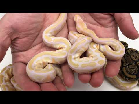 YouTube reptile video