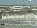 Seabirds and surf Seabirds and surf