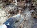 Relic hunting on a World War 2 Gunnery range with a metal detector