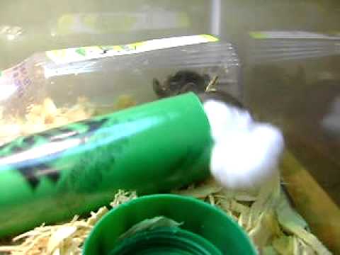how to treat hge in dogs at home