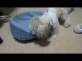 videos de Chucky likes it rough in bed