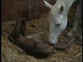 naissance poulain de Lovely lady naissance poulain de Lovely lady