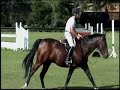 Pirate (Horse For Sale) Pirate (Horse For Sale)