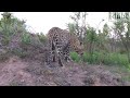 Male Leopard ROAR!