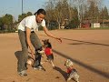 puppy dribble