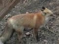 Afternoon Fox