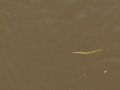 Larval Sea Lamprey Swimming in Water