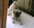 Pug video