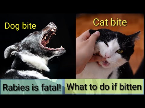 Cat Bite! Dog Bite! What to do?