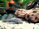 Bristlenose this is the father of all my plecs