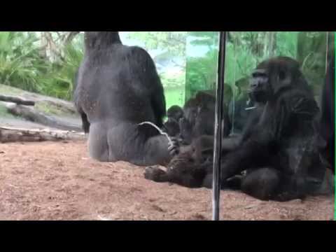 gorilla