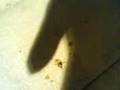 piss head eats slug