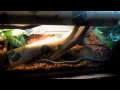 Naturalistic Garter Snake Vivariums
