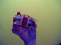 videos de Paper Puppets: roddy singing Christmas Remix